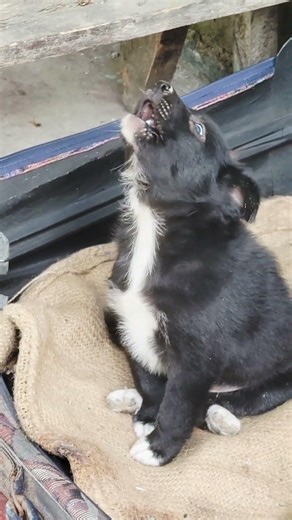 “POV: You just adopted the cutest puppy ever 🐶❤️”#bordercollie#puppy#cutedog#dogshorts#puppylife