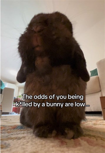 He’ll stare you down. All 1.5lbs of him. 🐰👀✨ that big booty will just be lurking in the corner! B Rabbit likes to stare us down whenever we’re in the kitchen. He knows where the food is hidden and he’s ready to get a few appetizers before his dinner. He’s very spoiled. #bunny #rabbit #cutepets #neverzero #rabbitsoftiktok