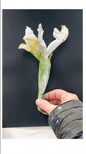 Iris Monorpinting Tutorial #monoprints #printmaking #contemporaryart #monoprinting #natureprints