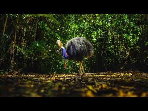 Wild Australia | Daintree Rainforest | Wildlife Documentary