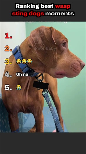 Ranking best wasp sting dogs moments!!!
