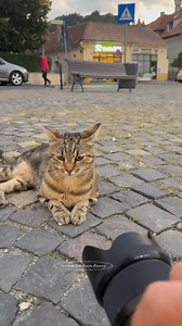 Poze, poze și iar poze… așa arată viața unei celebrități cu blăniță! 🐾🐾 #star #cat #catoftheday #brasov #romania #pisica | Visit Brasov Romania