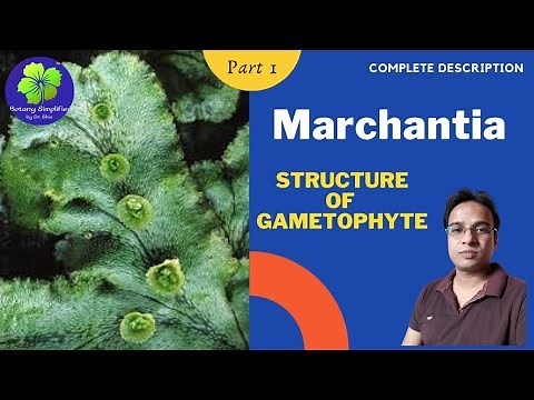 Marchantia | Structure of Gametophyte | B.Sc. 1 | M.Sc. 1 | NEET