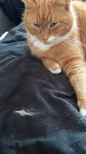 Get Ready for Your Summer Body with Orange Cats