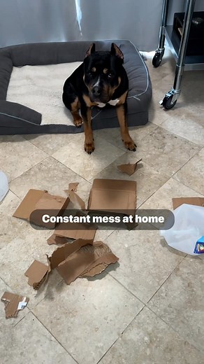 19 reactions · 4 comments | Start training your dog with the Best Dog Training App in the World!  | Dog Training & Tips | Facebook