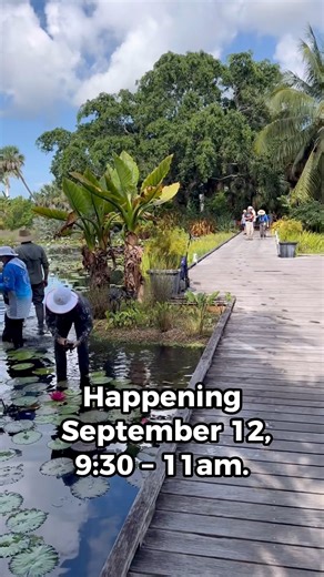 ✨ Wade into wonder! 🌊 Step right into the Water Garden and experience the magic of our waterlilies up close. 🪷 📸 Join us September 12, 9:30 – 11am, and bring your sense of adventure (and shoes you don’t mind getting wet!)—to this a one-of-a-kind, immersive journey into the Garden’s aquatic heart. 💦🌿 🔗 Link for details: https://www.naplesgarden.org/series/walk-among-the-waterlilies/ Additional fees apply; every purchase aids our conservation efforts.🌱 | Naples Botanical Garden