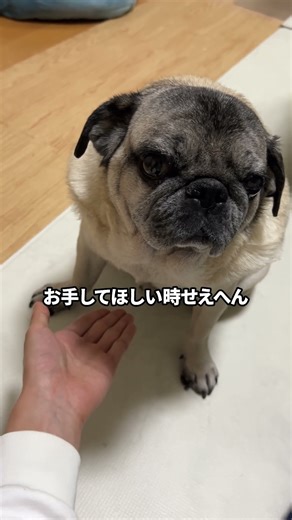 パグのどんちゃんはお手を上手にできる？【パグ】 #パグ #pug #ペット
