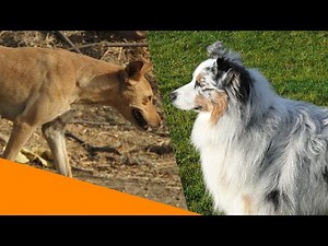 Mischlinge oder Rassehunde - wer ist gesünder?