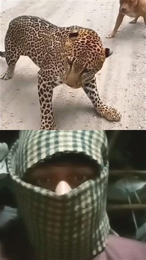 بيتبول ضد نمر بريGhar Kab Aaoge (From “BORDER 2”) #funny #comedy #viralvideo #animal #video chhot