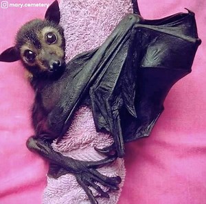 We know bats may not be cute and cuddly, but we happen to find them pretty adorable! ☺️ | Instant