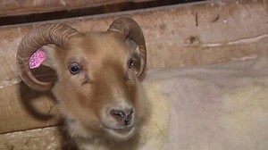Loose sheep captured after months on the run