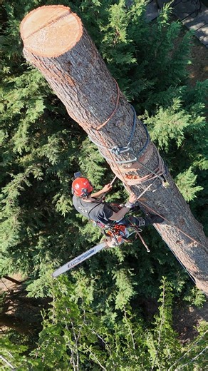107K views · 1.9K reactions | Some tree guy talks. #arborist #arboristlife #treeservice #guiltyoftreeson | Guilty of Treeson | Facebook