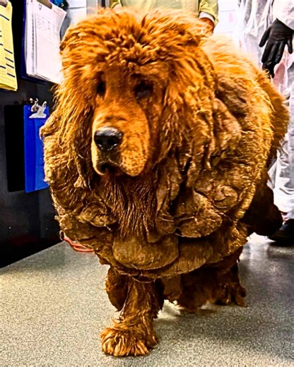 2.8M views · 10K reactions | Is it… a dog?  #dogrescue #mastiff #cuddlebuddies | Cuddle Buddies | Facebook