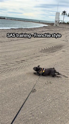 SAS Training for French Bulldogs: A Unique Approach