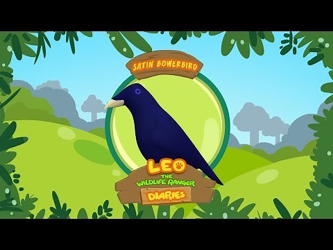 Satin Bowerbird - Leo The Wildlife Ranger Animal Diaries | Animal Facts for Kids