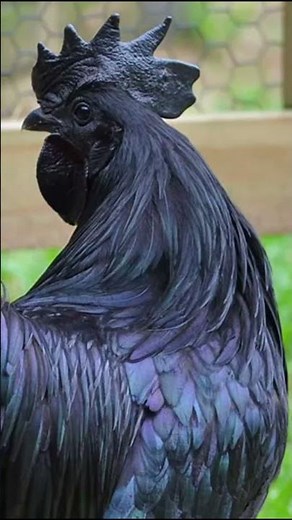 The Mysterious All-Black Ayam Cemani Chicken!