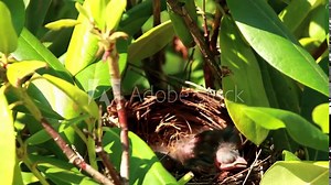 Days old cardinal bird chicks in their birds nest with bright sunshine in a green bush. Stock Video