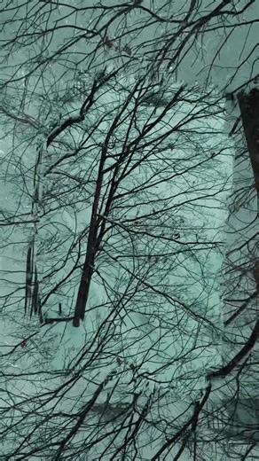 Taking some Bass Wood trees out to thin the area to let the hardwoods fill in over in Caro today. It sure is pretty with the snow coming down! Give us a call or message for all your tree care needs. | KND Services