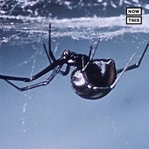 351K views · 525 reactions | Black widow spiders are showing up in places they've never been spotted in before | NowThis Earth | Facebook