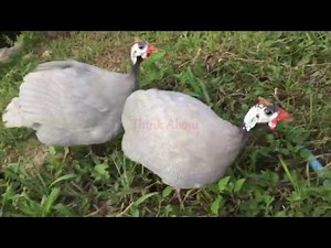 Guinea fowl Attacks Humans #beautiful #family #love