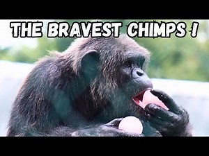 Meet The Amazing Chimpanzees Of Monkey World !