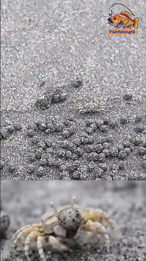 The Sand Artist | Sand Bubbler Crabs | Crabs 🦀 | Sand Balls | Amazing crabs | #crabs | #shorts