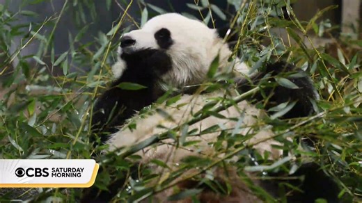 9.1K views · 282 reactions | Scientists warn that the rate of extinctions is accelerating, with 28% of species under threat, but for the past 50 years, the Smithsonian Conservation Biology Institute has been trying to change that. Natalie Brand visited the campus to see how they're trying to keep these vulnerable species alive. | CBS Mornings | Facebook