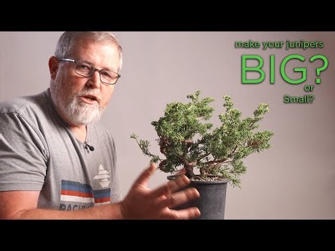 Bonsai Big or Bonsai Small? How to Decide.