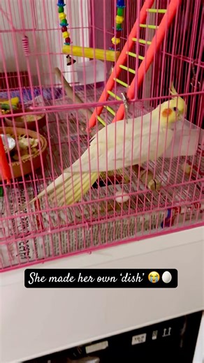 My Cockatiel Thinks She’s a Dinosaur Now 🥚😂