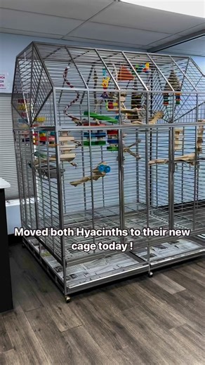 160K views · 1.5K reactions | Both baby Hyacinth Macaws have been moved to their GIANT new stainless steel cage! A huge enclosure for two HUGE birds! Come in and meet these babies at Parrot Stars! #parrotstars #hyacinth #hyacinthmacaw #hyacinthmacaws #babyhyacinth #babyhyacinthmacaw #stainless #stainlesssteel #stainlesssteelcage #parrotcage #birdcage #parrotenclosure #birdenclosure #parrotenrichment #birdenrichment | Parrot Stars | Facebook