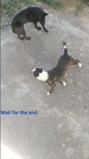 Pitbull fight with street dog