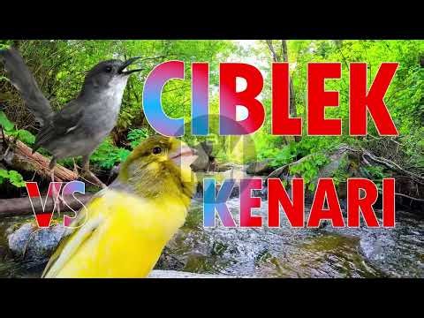 Masteran Burung Juara! Tembakan Ciblek Sambung Ngeroll Kenari – Isian Mewah, Panjang Auto Gacor 🔥