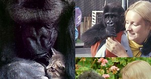 Chúng ta đã mất Koko - Con khỉ đột thông minh nhất trên thế giới