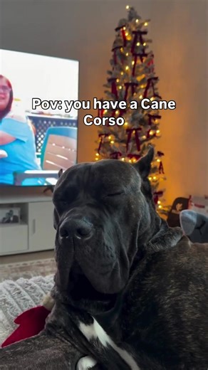 Cane Corso Puppy Love: Everything You Need to Know