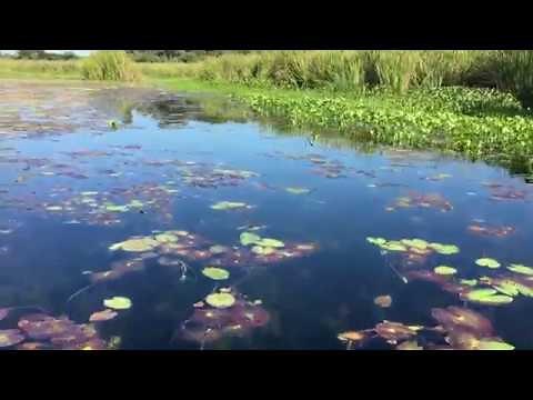 Pantanal Wetland Habitat