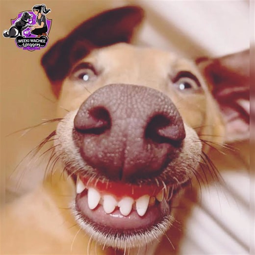 🐶 Meet Pete Certified Goofball • Professional Close-Up Superstar • Zoomies Department Head “Hi, I’m Pete. I specialize in: • Smiling like I just remembered I hid a treat somewhere 🦴 • Unscheduled zoomies 🚀 • Nose boops at unsafe speeds 👃💨 • Making humans laugh before 8am 😌 Some dogs are fancy. Some are serious. I am Pete. That is all.” 📣 Want your pup to live their best ‘Pete life’ too? Book with Weeki Wachee Waggers for family-style, cage-free boarding! 🏡✨ ✔️ Cozy home environment – NO 