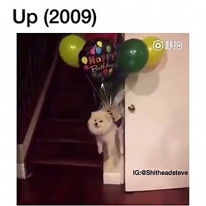 26K views · 1.5K reactions | Pomeranians on Reels | Facebook