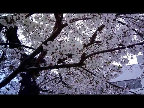 BECKS B-Quest ND1 動画