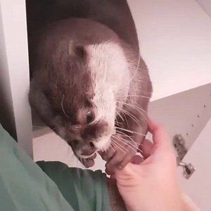 59K views · 5.3K reactions | abr deja te labo las manos osiosi | Nutrias Haciendo Cosas | Facebook