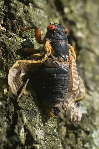 Why do some cicadas have shriveled up or damaged wings?