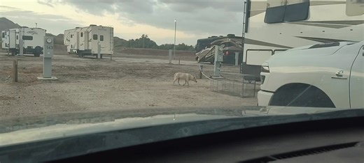 4.8K views · 124 reactions | Huge thank you to Jennifer and her husband who helped us get our trap out to the site where Ghost is surviving. On the way to take the trap out there I rescued a black medium size dog go figure that's my life. Anyways, here's a video of Ghosts first interaction with the trap. It's common for them to hesitate and be unsure at first. Hopefully, in a day or two, we will have her safe and secure! | Homeward Bound Animal Rescue | Facebook