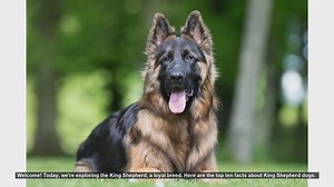 Top 10 Facts About King Shepherd Dogs