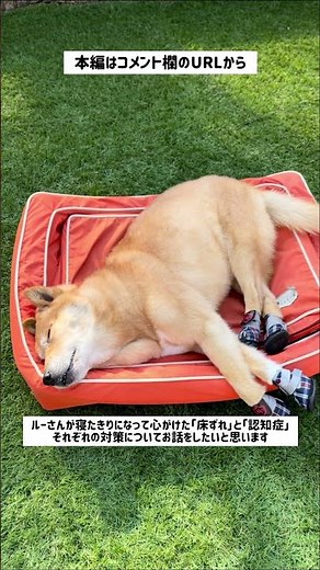 寝たきりになって心がけた「床ずれ」と「認知症」の予防対策#車椅子犬 #寝たきり犬 #老犬介護 #老犬の可愛さ #虹組4年生 #shorts #保護犬#雑種犬