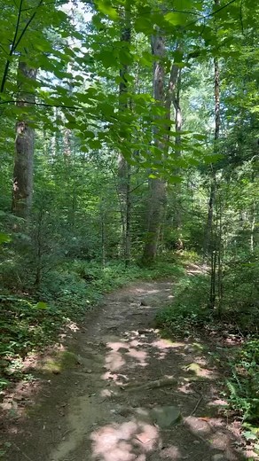Hiking Twin Creeks trail #gatlinburg #hiking #greatsmokymountains | Smoky Mountain Wildlife