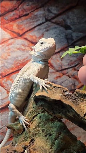 Agama brodata - Hypo ZERO#beardeddragon #agama #agamazero #agamabrodata