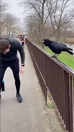 Crow Mimics Humans… Too Accurately 😂🏋️