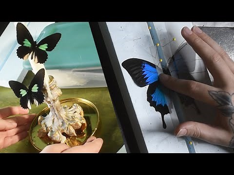 How I Pin & Frame A Butterfly // Decorating with Specimens