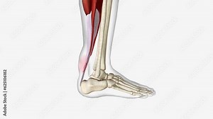 Symptoms of an Ankle Strain ? Pain. ? Swelling, redness, and inflammation that is localized to the site of the strain