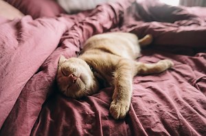 Kucing Terlihat Bergerak-gerak saat Sedang Tidur? Ternyata 5 Hal Ini Bisa Jadi Penyebabnya - Bobo