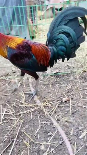 Brown & Red stag up for discussion | red stag